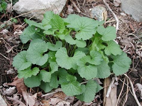 Year after year, you'll notice more new hollyhock sprouts: Garlic Mustard (1st year) | I see lots of pictures of 2nd ...