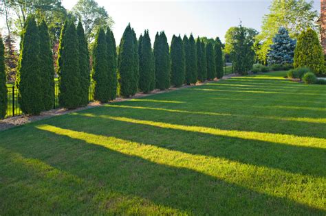 Advantages of having privacy trees. Screening and Privacy | Cording Landscape Design