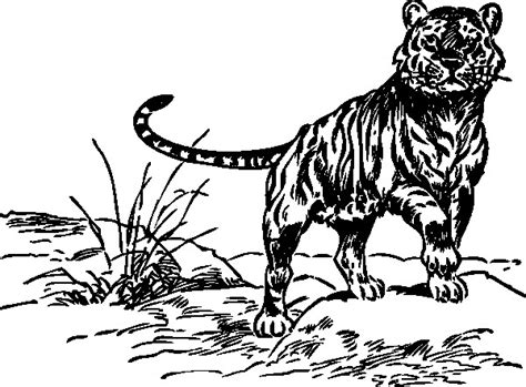 Coloriage Tigre gratuit à imprimer liste 40 à 60