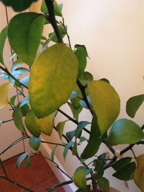 Yellowing Leaves Lemon Tree Indoors Lemon Tree Citrus