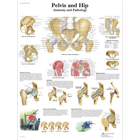 Pelvis And Hip Chart Anatomy And Pathology 1001486 Vr1172l