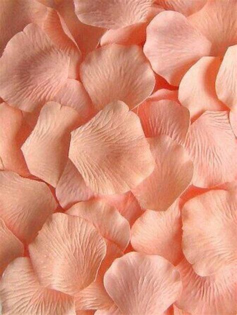 Coral Aesthetic Peach Color Background Peach Wallpaper Aesthetic