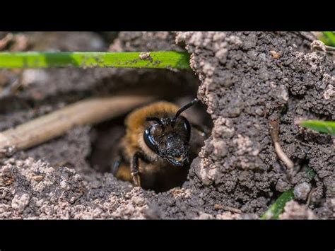 Ground Bees In Spring