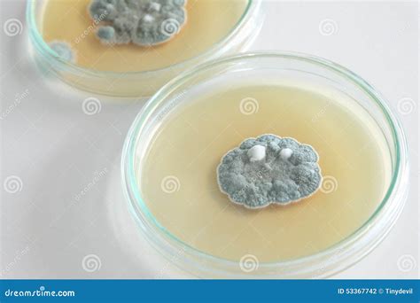 Penicillium Fungi On Agar Plate Stock Photo Image Of Penicillum