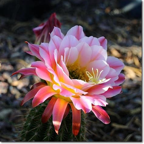 Browse succulents by common name: South America has approximately 70,000 species of FLOWERS ...