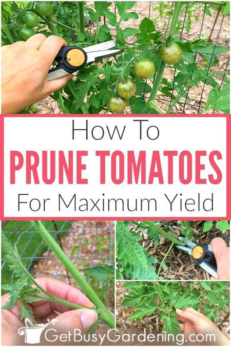 How To Prune Tomatoes For Maximum Production Tomato Pruning Trimming
