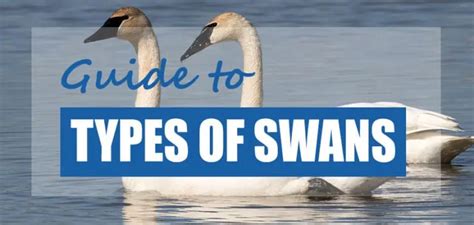 List Of Swan Species And Swan Types 2023 How To Identify Pond Informer