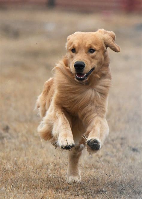 The sporting dog breed first originated in scotland in the 19th century and was presented in england for the first time in 1908. Dallas-Ft. Worth Metro Golden Retriever Club
