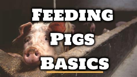 How To Feed Pigs For Beginners Youtube