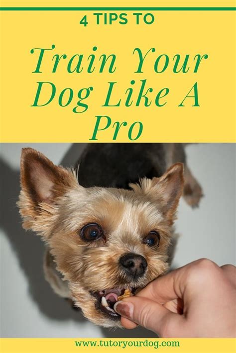 4 Secrets To Train Your Dog Like A Pro Tutor Your Dog Training Your
