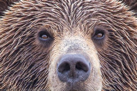 Grizzly Bear Eyes Alaskaphotographics
