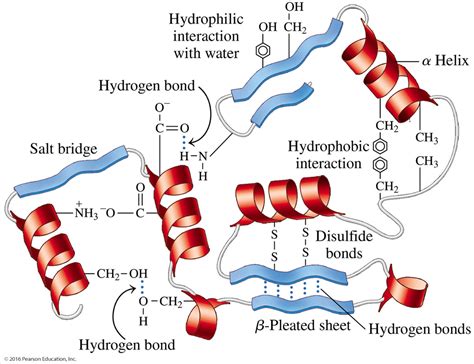 Structure Of Amino Acids And Proteins