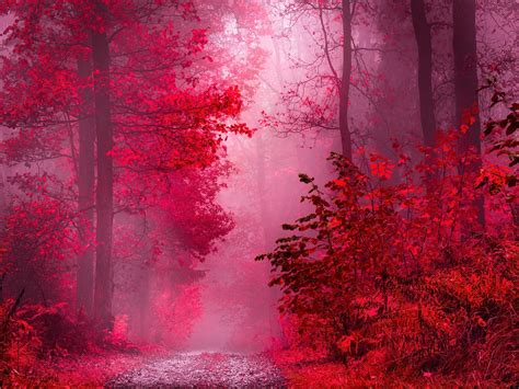 Pink Nature Wallpapers Download Mobcup