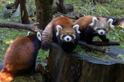 Adorable Baby Red Pandas Now On Display At Prospect Park Zoo