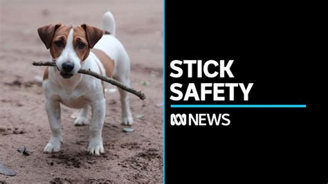 Is It Dangerous For Dogs To Fetch Sticks Abc News