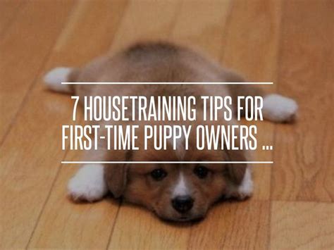 7 Housetraining Tips For First Time Puppy Owners Puppy Owner