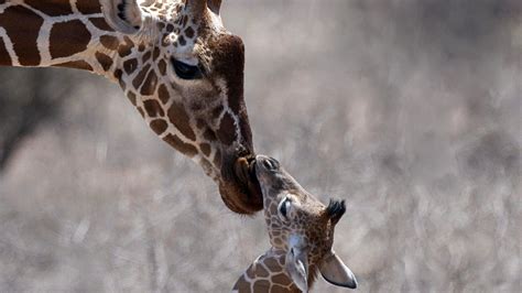 Nature Animals Giraffes Baby Animals Wallpaper 1920x1080 241645