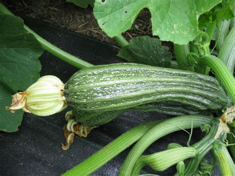 Zucchini 'costata romanesco' is lovely with dark green flecked flesh & strong ribbing. Squash, Summer - Costata Romanesco - Urban Seedling