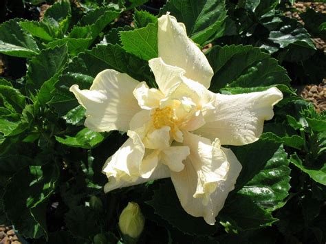 Each part of the hibiscus plant is used for medicinal purposes. Hibiscus White Kalakua (Hawaiian Variety) | Hibiscus ...