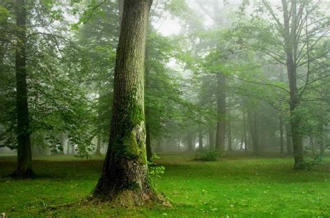 密集，密集，森林，树木，路径，美丽，夏天，绿色，雾 图片 真棒壁纸