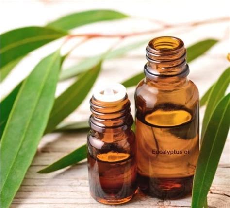 Eucalyptus, Mentha, Lavender, Rosemary Essential Oil Blend | Essential oils rosemary, Essential ...