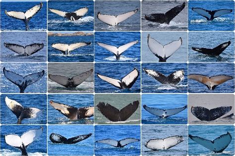 How To Identify Humpback Whales Whale Watch Western Australia