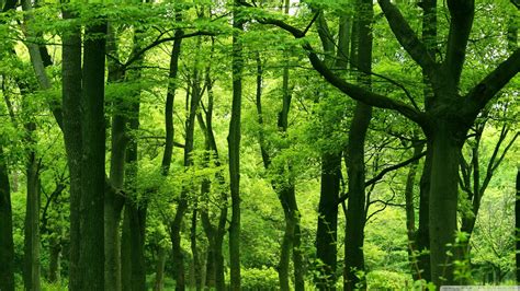 Download Green Forest Summer 4k Hd Desktop Wallpaper For Green