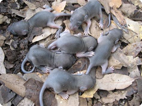 A Nest Of Baby Rats
