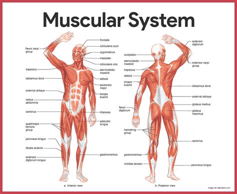 Functions Of The Muscular System Diagrams Facts And Structure Porn