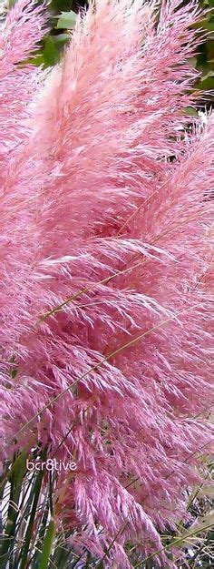 Pampas Grass Pink Tall Feathery Blooms Pink Flowers Purple Roses Deep