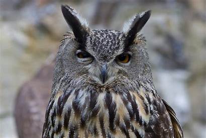 Ears Birds Animals Wallpapers Owl Funny Suspicious
