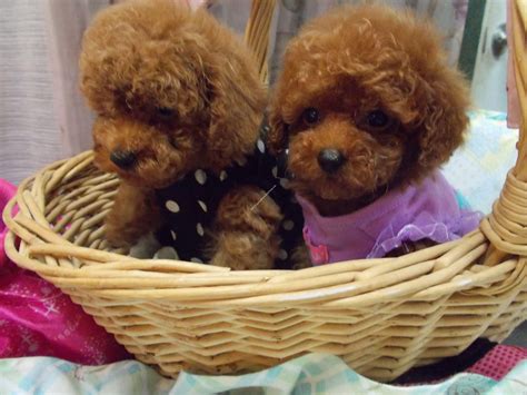 Champion Akc White Toy And Teacup Poodle Puppies For Sale In