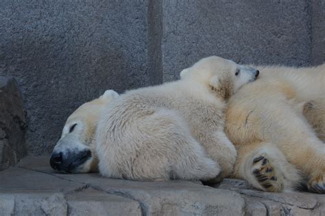 Polar Bear At Maruyama Zoo Hokkaido Japan Patrickharpercr2 Flickr