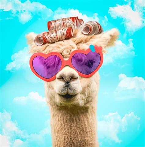 Download Llama Glasses Nature Royalty Free Stock Illustration Image