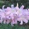 Plantfiles Pictures Lycoris Species Magic Lily Naked Lady