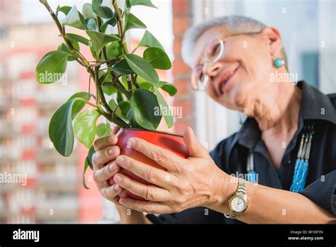 Retired Gardener Senior Woman Watering Plant Stock Photo Alamy
