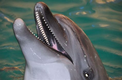 Bottlenose Dolphin Facts Animals Of North America