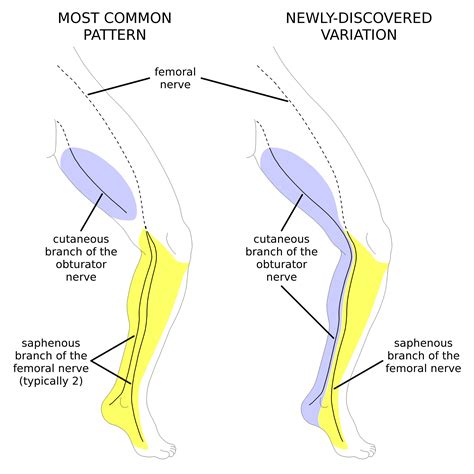 Variant Obturator Nerve For Press Release Final Westernu News