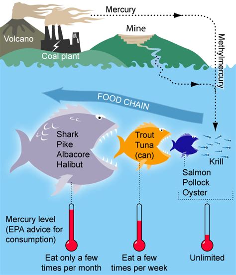 Contamination of the food chain. How Water Pollution Affects Marine Life?