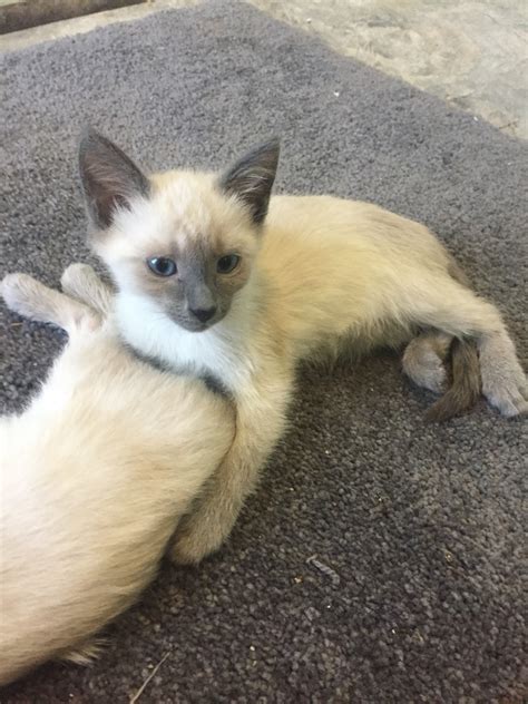 30 Best Images Blue Point Siamese Kittens For Sale In Ohio Gorgeous
