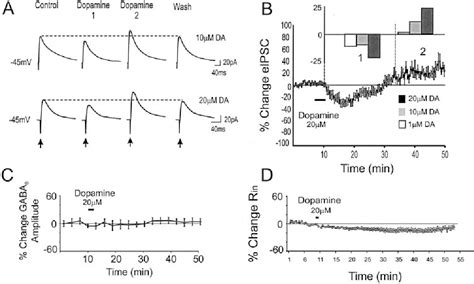 Figure 1 From Bidirectional Dopamine Modulation Of Gabaergic Inhibition