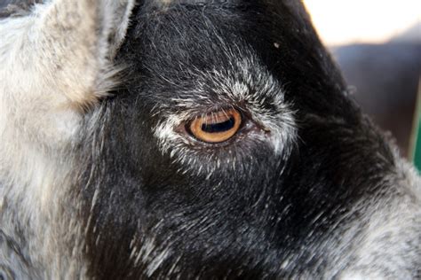 Why Goats And Horses Have Strange Horizontal Pupils