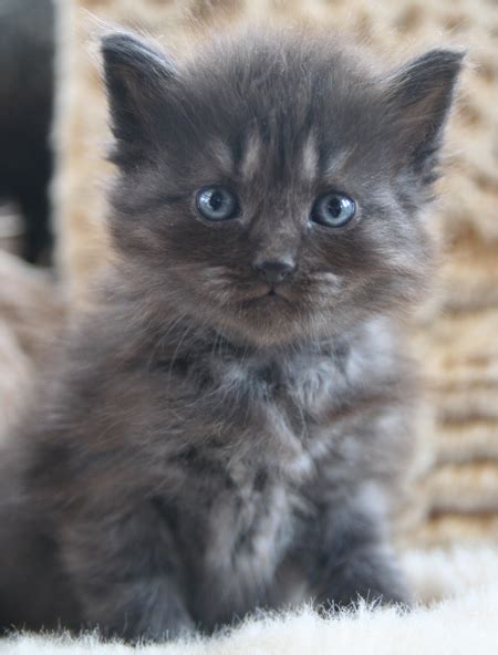 I know very little about genetics, the mode of inheritance of colours etc in cats; Silver Siberian Kittens - Silver Siberian Cats - available ...