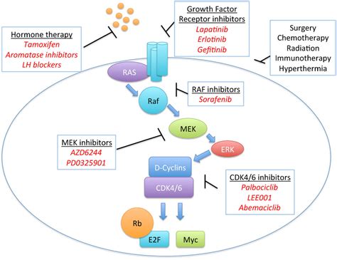 Figure 2 From Targeting The Rb E2f Pathway In Breast Cancer Semantic