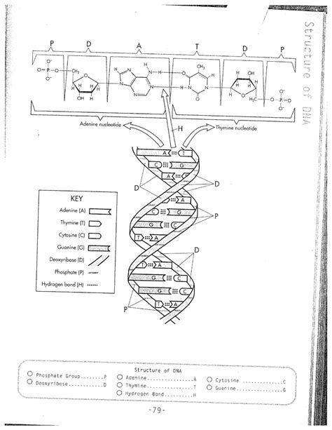 Because half of it is original and half of it is new. 17 Best Images of DNA Worksheet Printable - DNA RNA Structure Worksheet, DNA Coloring Page for ...