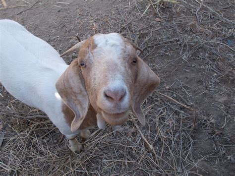Sacramento County Ditches Lawn Mowers For Goats