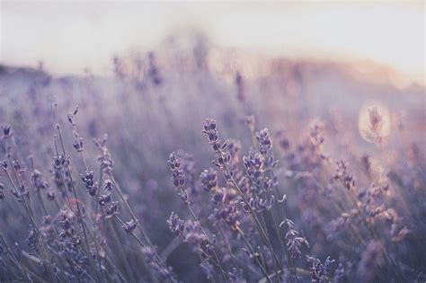 Lavender Aesthetic Laptop Wallpapers Top Free Lavender Aesthetic