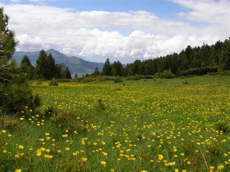 Spring On Shar Mountain Prolece Na Šar Planini Landscape Natural