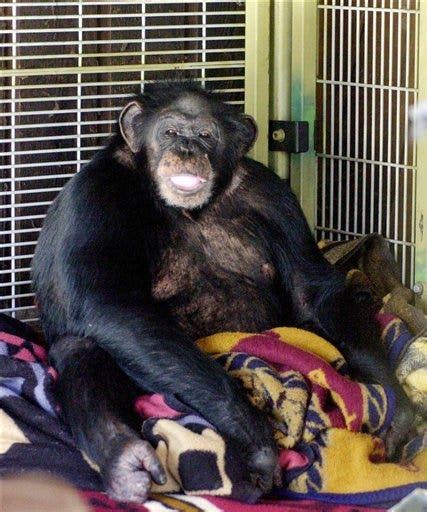 Chimpanzee Attack Victim Receives Face Transplant News
