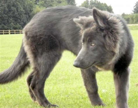 German Shepherd Dog Gsd Alsatian Breed Info Images Videos Faqs